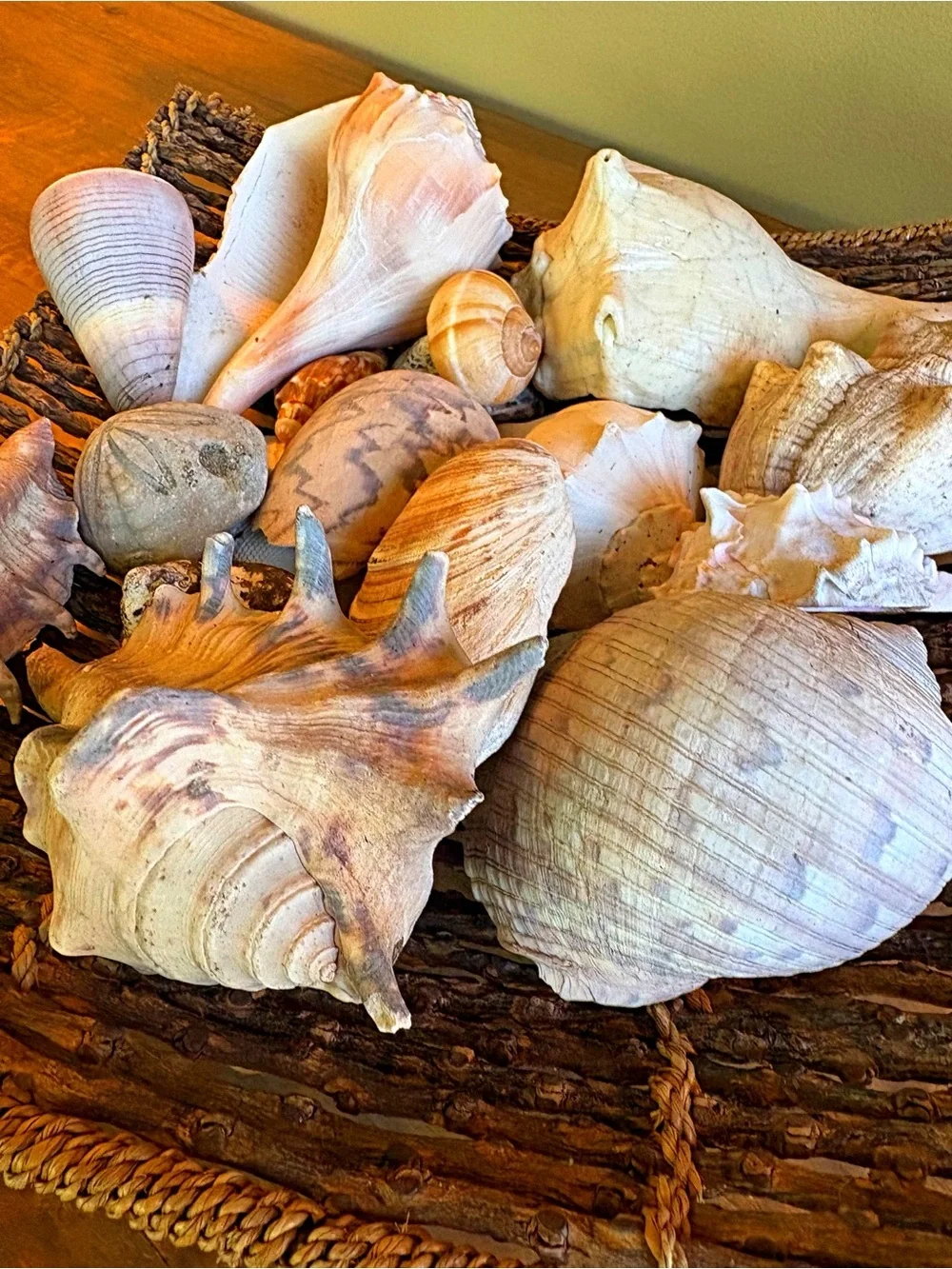 Natural Seashell Collection - Neutral & Cream Tones